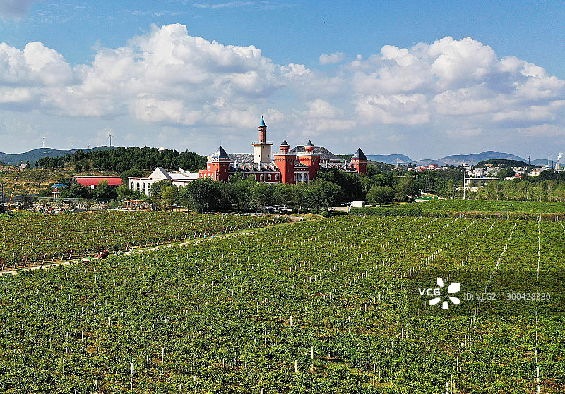 山东枣庄山亭区汉诺葡萄庄园图片素材
