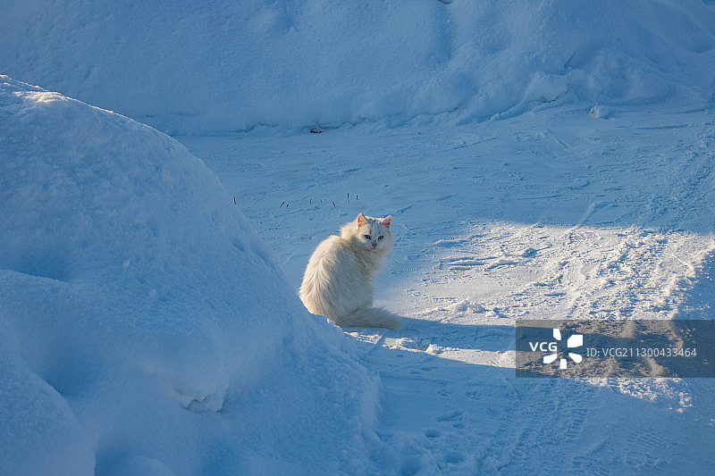 俄罗斯雪地上的猫俯视图图片素材