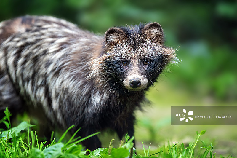 草地上浣熊的 портрет图片素材