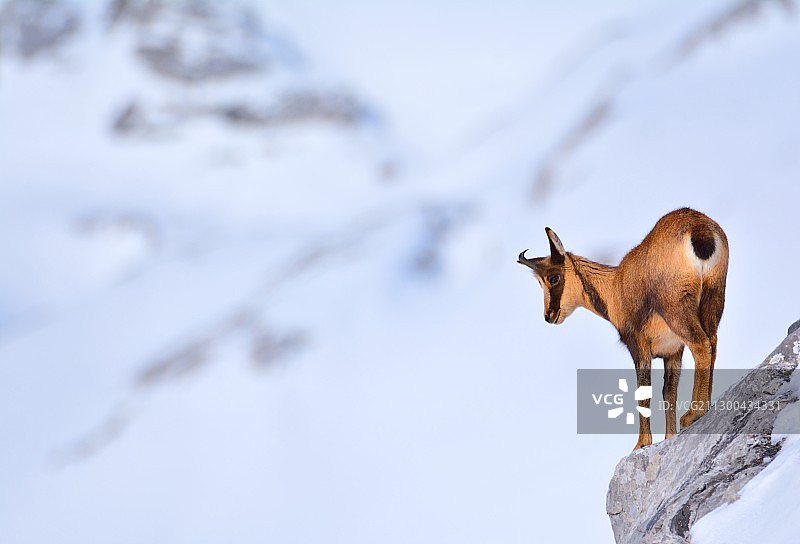 低角度拍摄：站在雪山上的羚羊图片素材