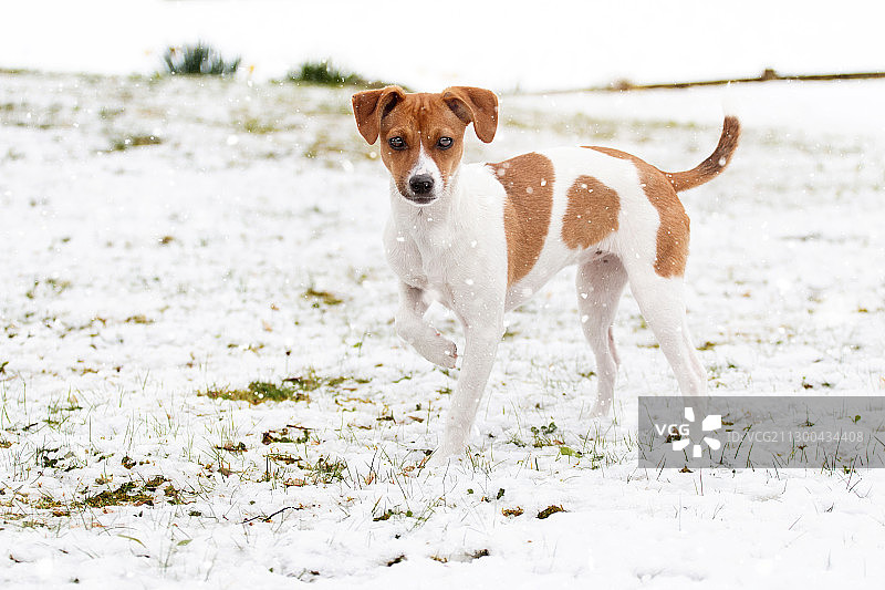 在瑞士伯尔尼雪地上奔跑的比格犬图片素材