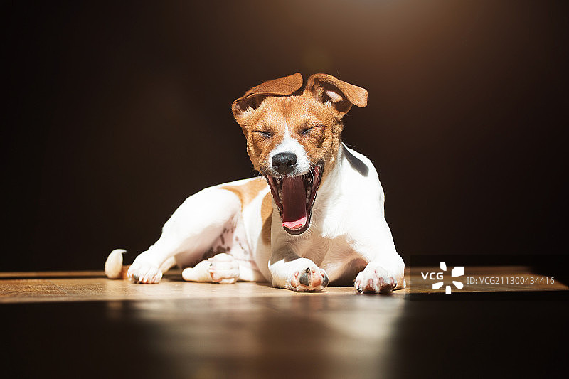 在瑞士伯尔尼地板上坐着的比格犬图片素材