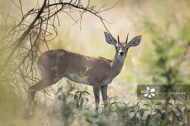 非洲南部匹兰斯堡国家公园，斯坦因羚羊站在田野上的侧视图图片素材