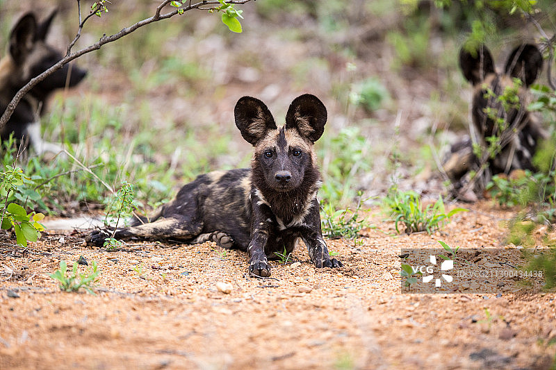 原野上野狗的肖像图片素材