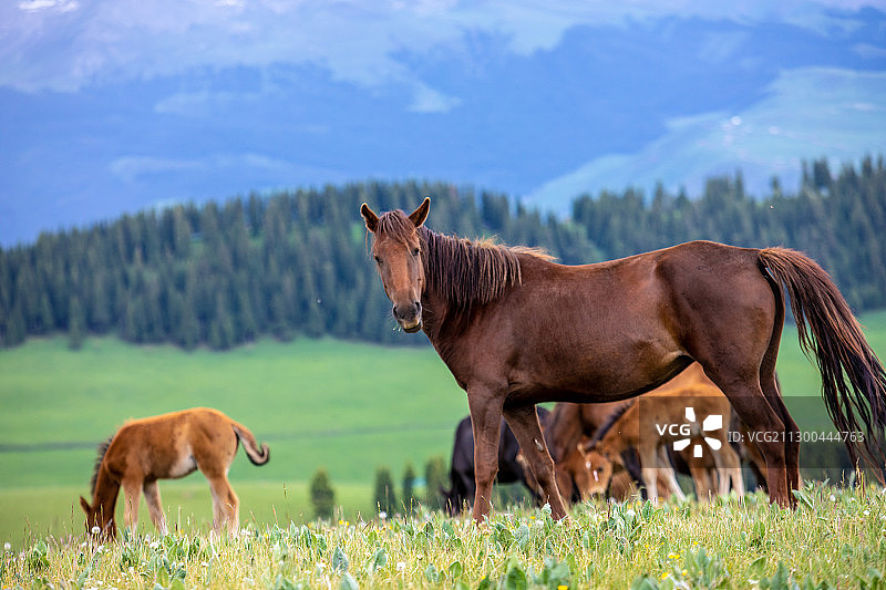 天山骏马图片素材