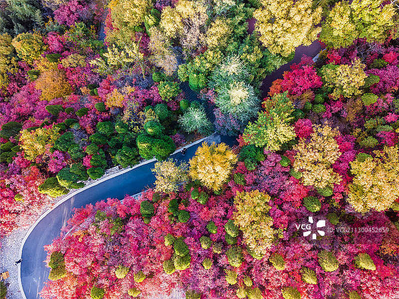 山东济南红叶谷秋景图片素材
