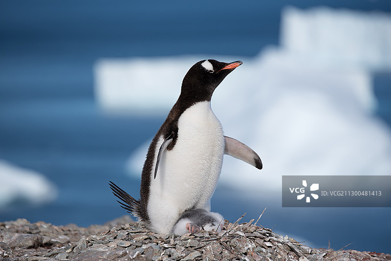 南极·企鹅·守护图片素材