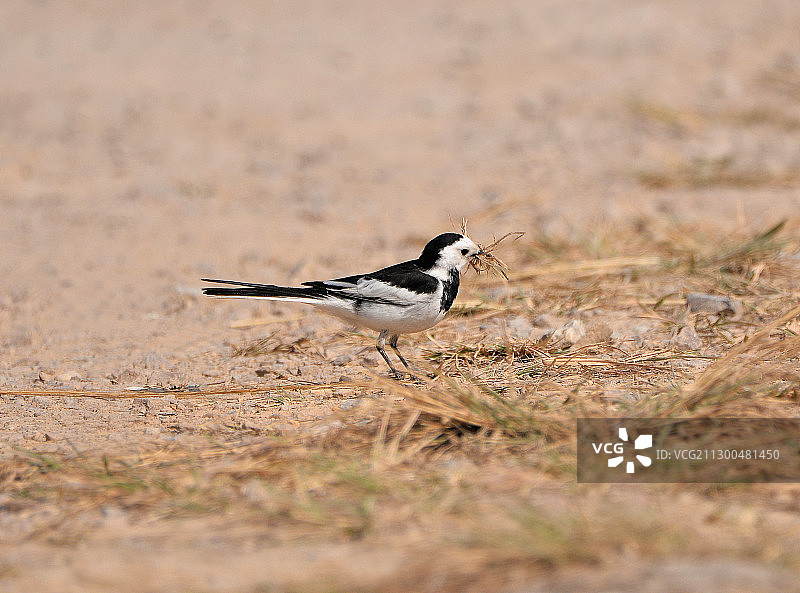 春天里收集草杆准备建巢的群白鹡鸰图片素材