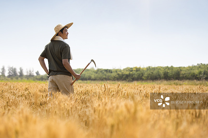 农民在麦田里收割图片素材