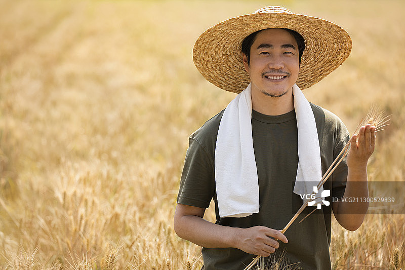 农民在麦田里收割图片素材