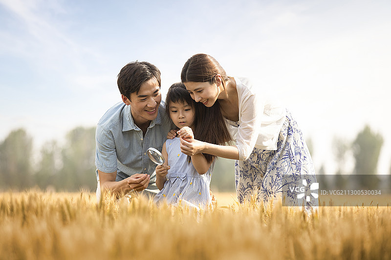 快乐的年轻家庭在麦田里玩耍图片素材