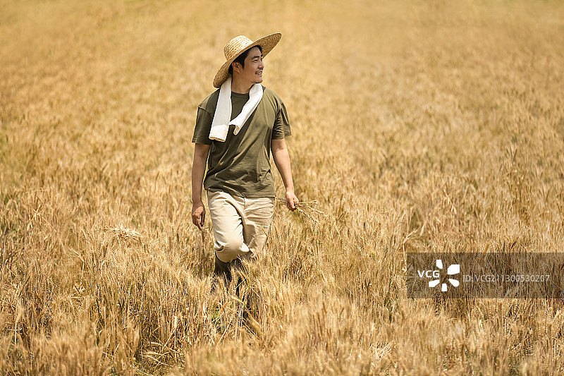 农民在麦田里收割图片素材