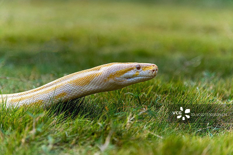 草地上一条黄金蟒头部高清特写图片素材