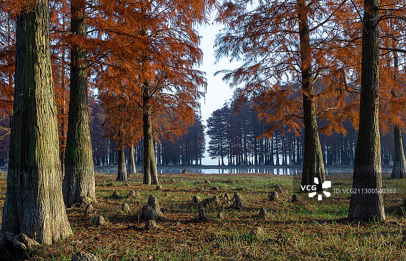 宁波四明湖水杉图片素材