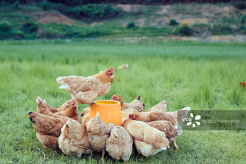 生态养鸡场图片素材