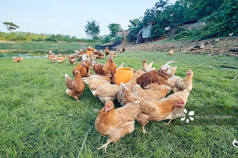 生态养鸡场图片素材