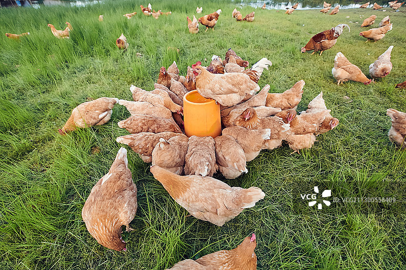 生态养鸡场图片素材