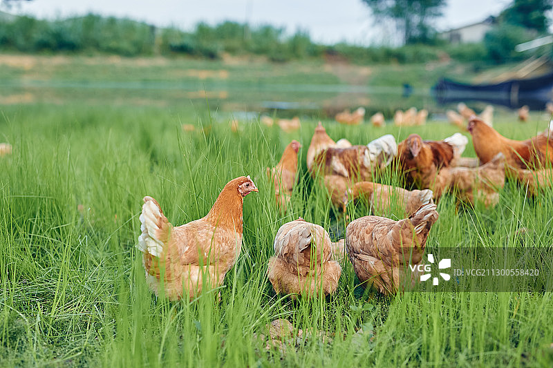 生态养鸡场图片素材