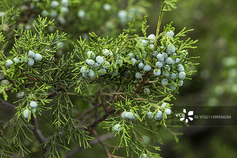 结满了柏籽的柏树图片素材