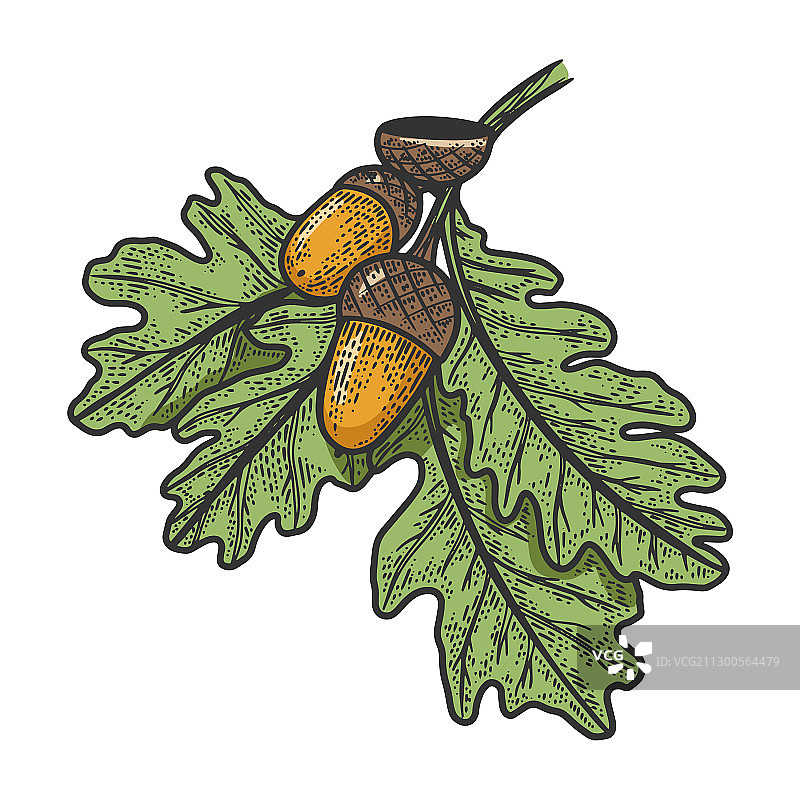 带橡子的橡树枝素描图片素材