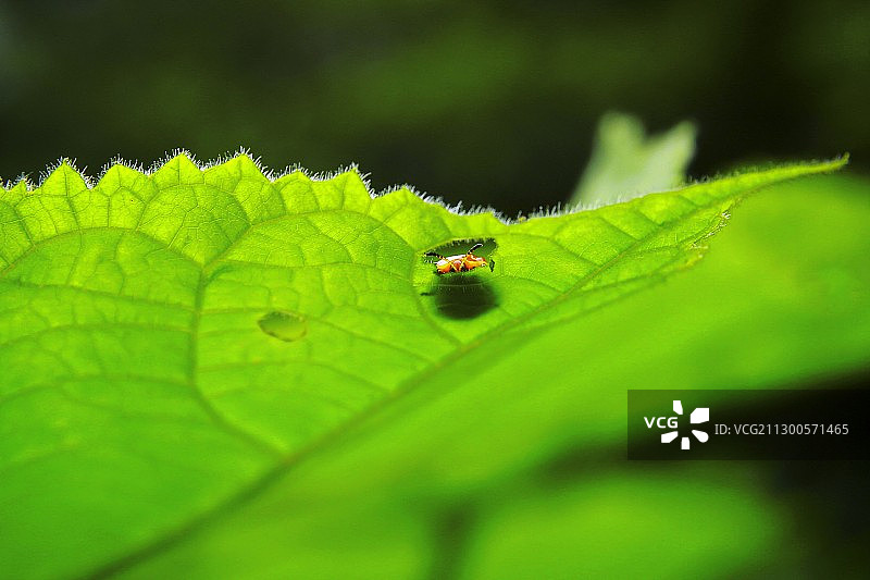 绿叶衬托下的害羞小虫图片素材