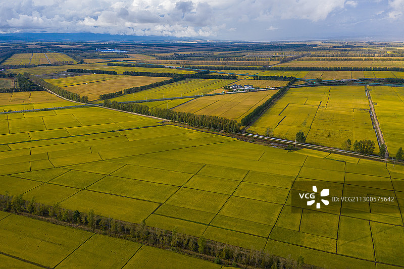 秋天，黑龙江垦区的金色稻田图片素材