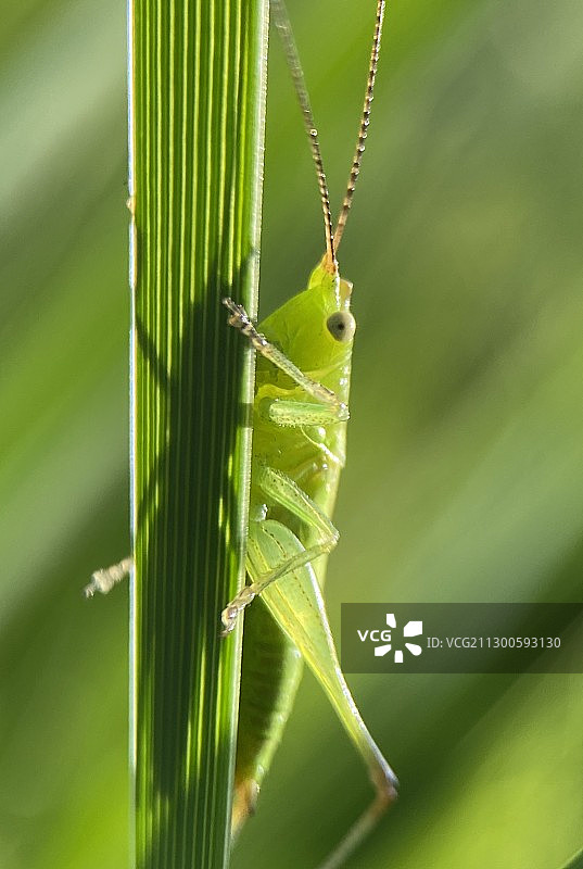 看自己的影子图片素材