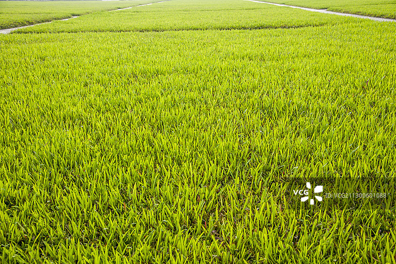 越南河内国会广场草坪图片素材