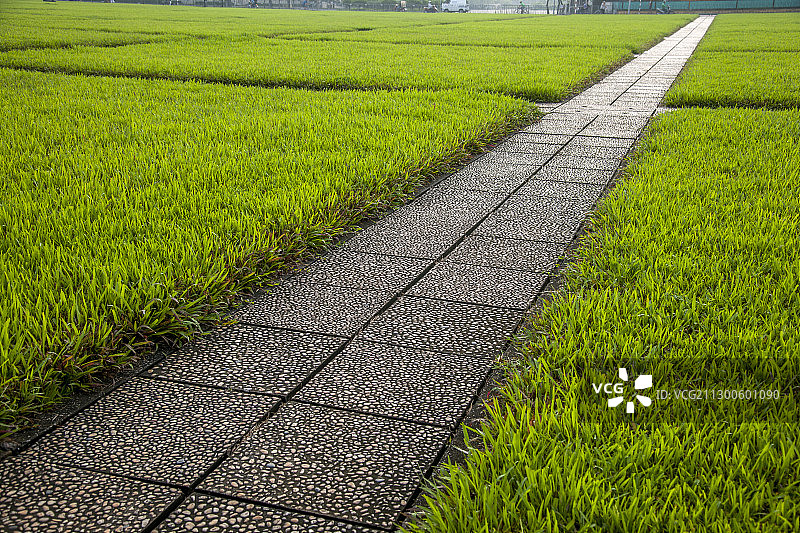 越南河内国会广场草坪图片素材