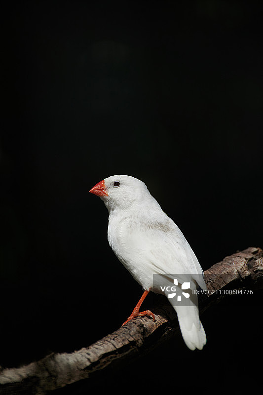 站在树枝上的白色斑胸草雀图片素材