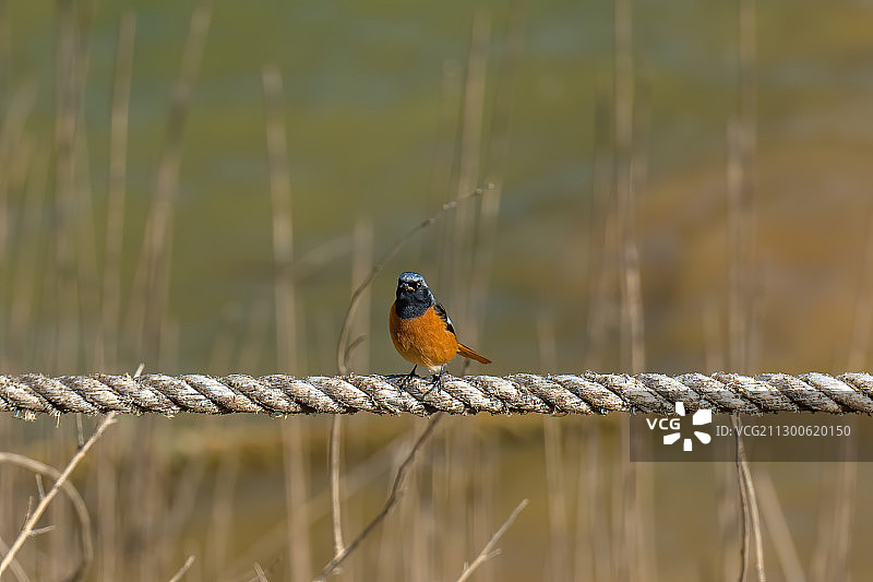 小巧的鸟图片素材