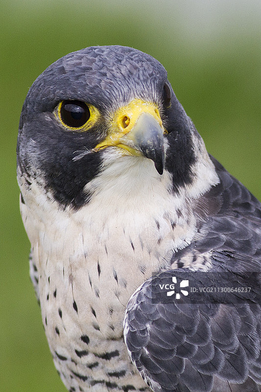 游隼特写图片素材
