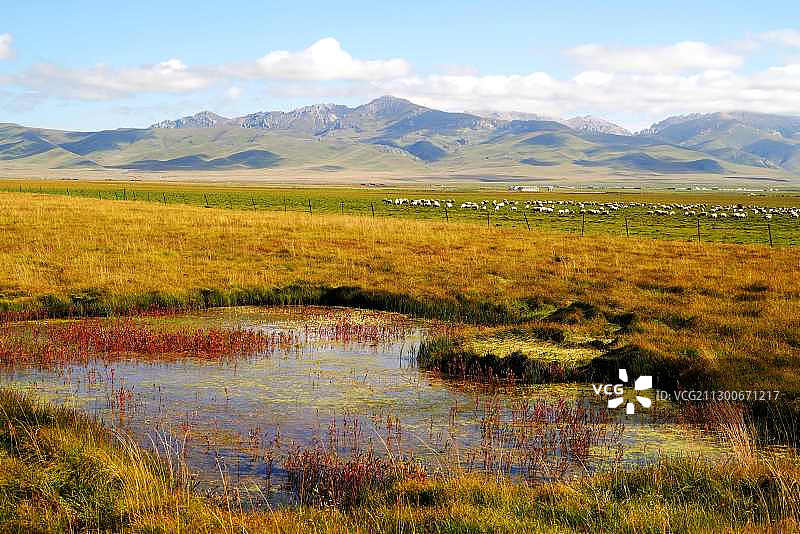 四川：诺尔盖草原。图片素材