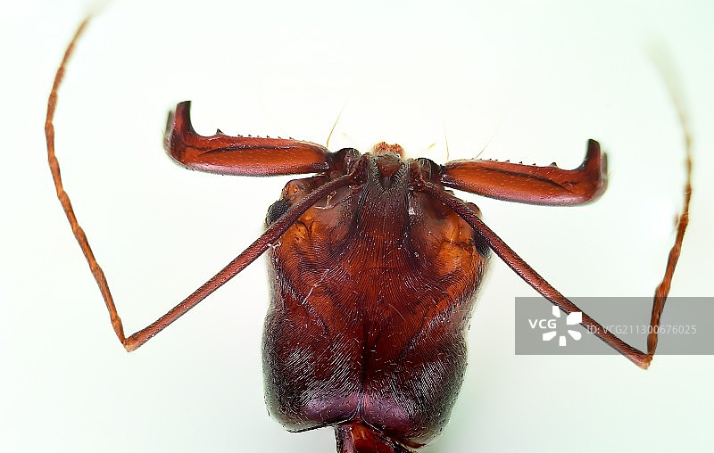 山大齿猛蚁图片素材