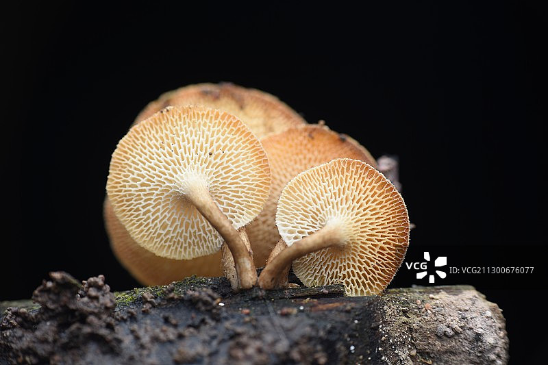 蜂巢菌图片素材