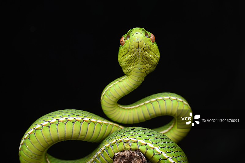 竹叶青图片素材