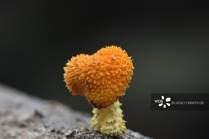 菌图片素材