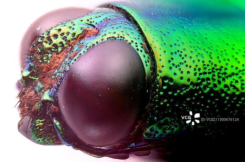 吉丁虫图片素材