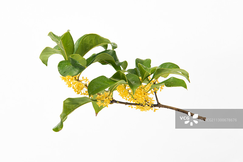 桂花枝白色背景素材图片素材