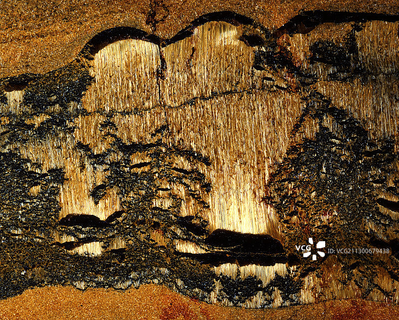 含树状结晶的虎睛石图片素材