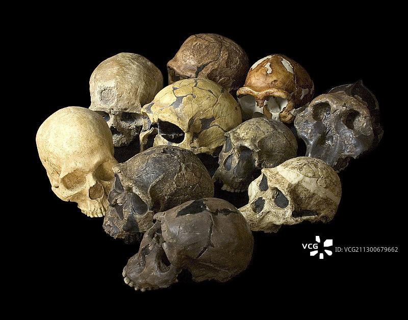 从南方古猿到克罗马侬人图片素材