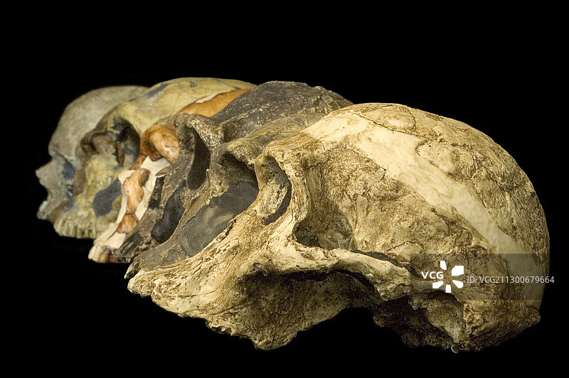 从南方古猿到克罗马侬人图片素材