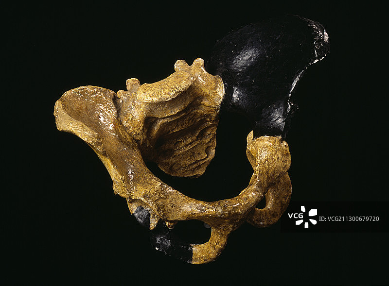 南方古猿化石骨盆图片素材