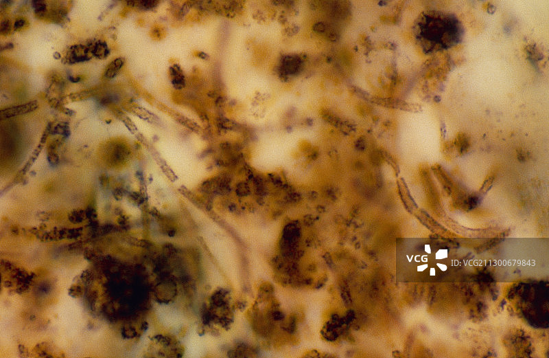 原始植物化石图片素材