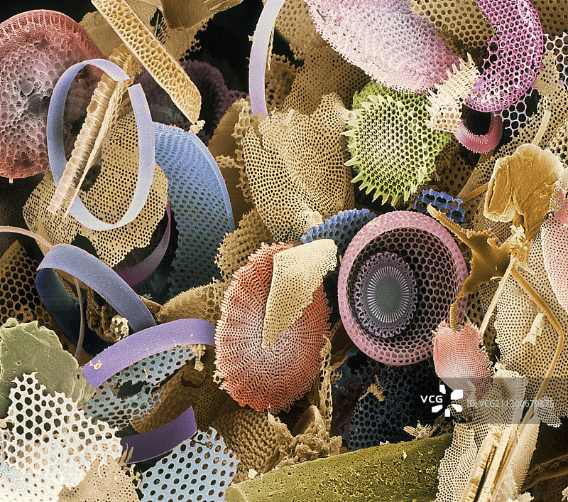 硅藻化石扫描电镜图图片素材