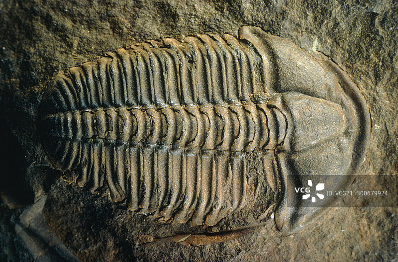 三叶虫化石图片素材