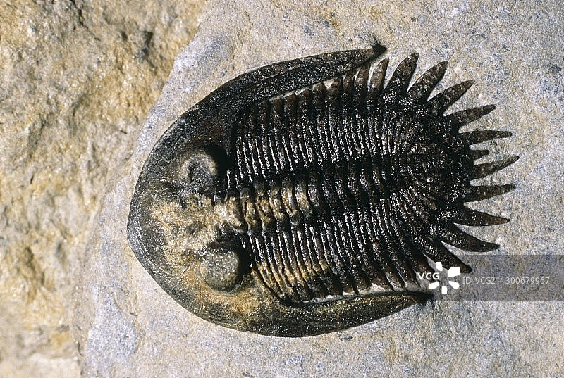 三叶虫化石图片素材