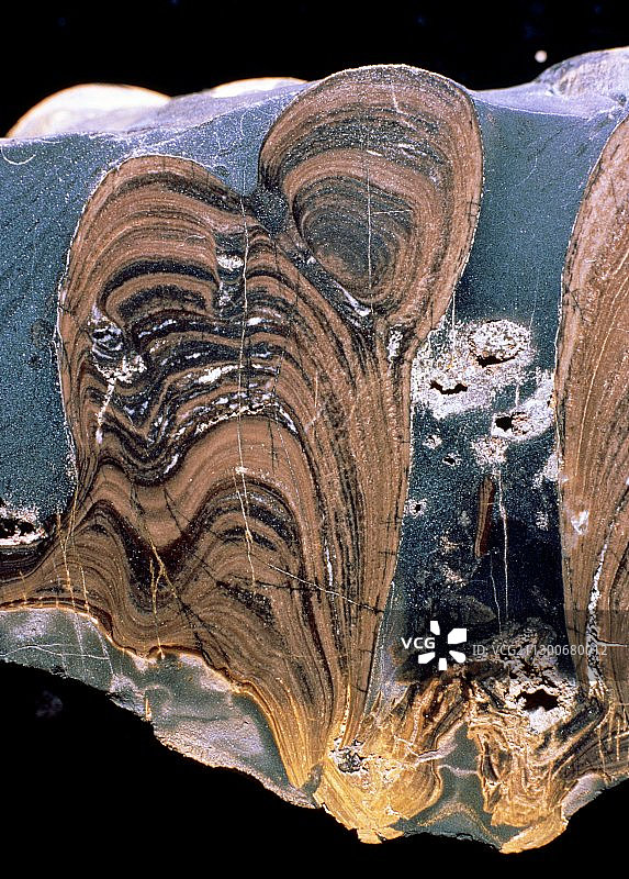 叠层石化石图片素材