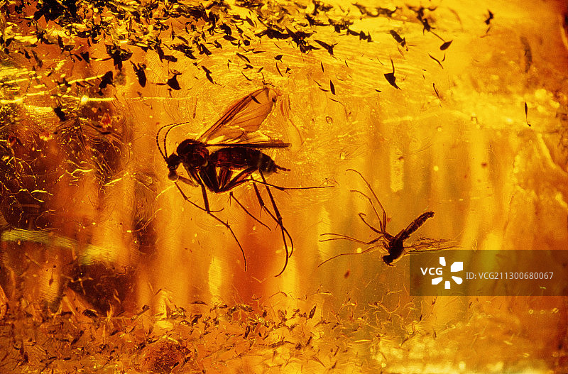琥珀中的飞虫图片素材