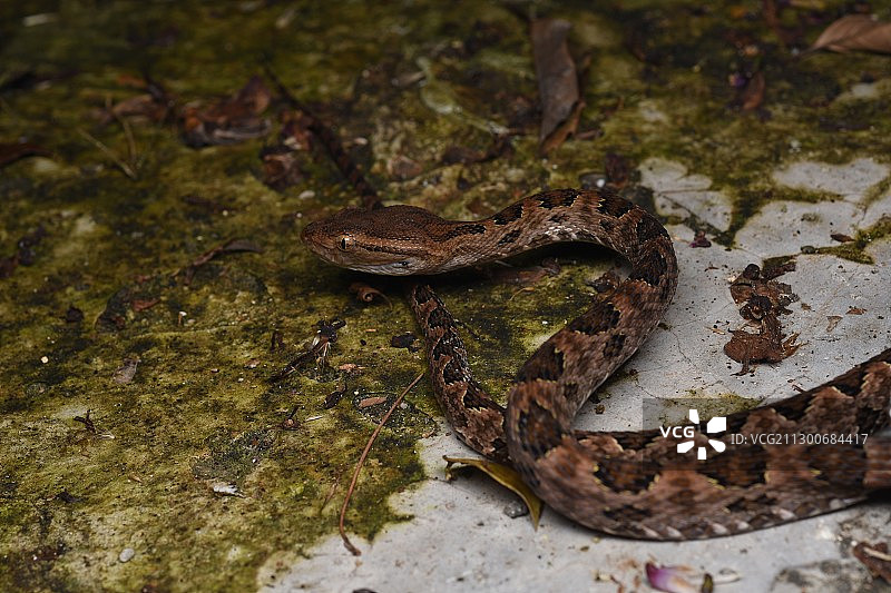 原矛头蝮蛇图片素材